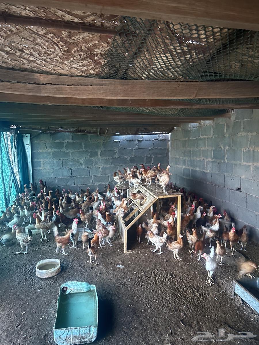 دجاج للبيع على السوم64534085172353110