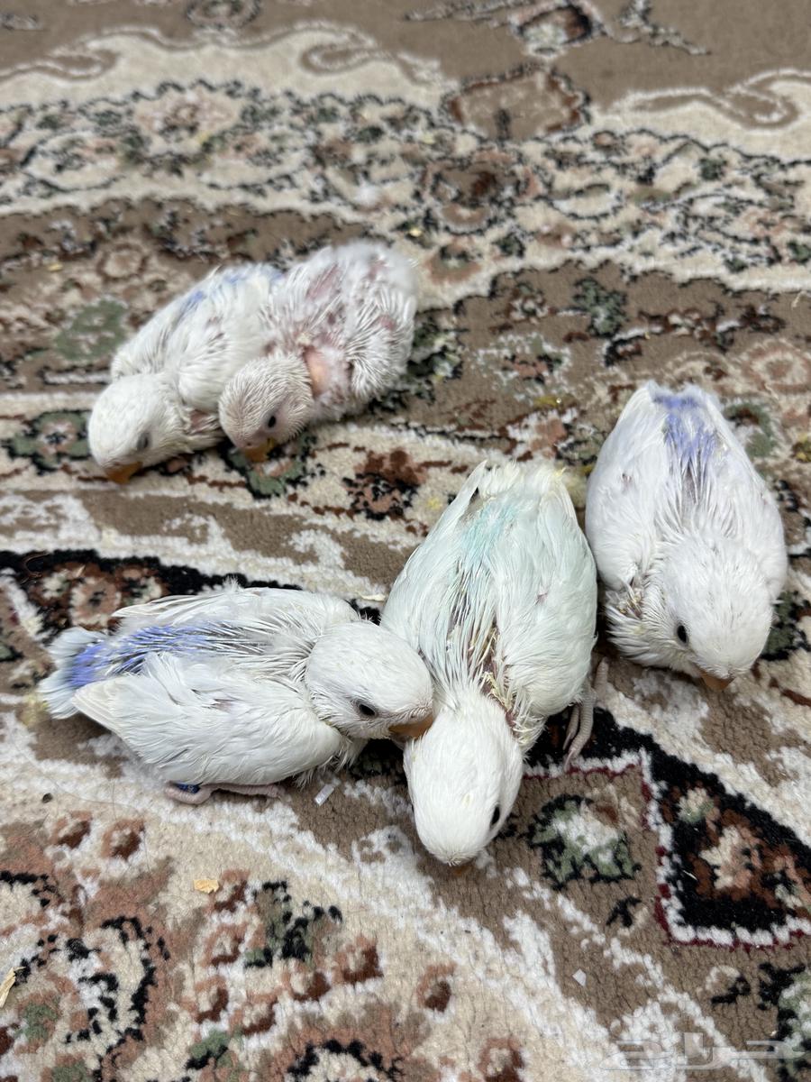 فروخ روز هولنديه ( تم البيع ) .64528695863937110