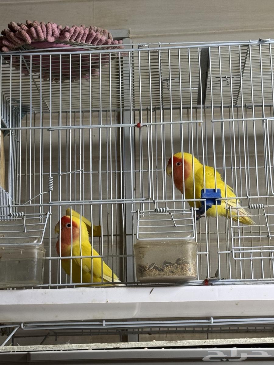 طيور فيشر للبيع64528393971330110