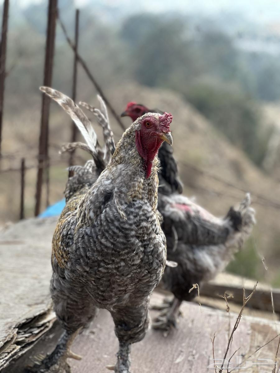 ديك براهماء للبيع64531788213889111