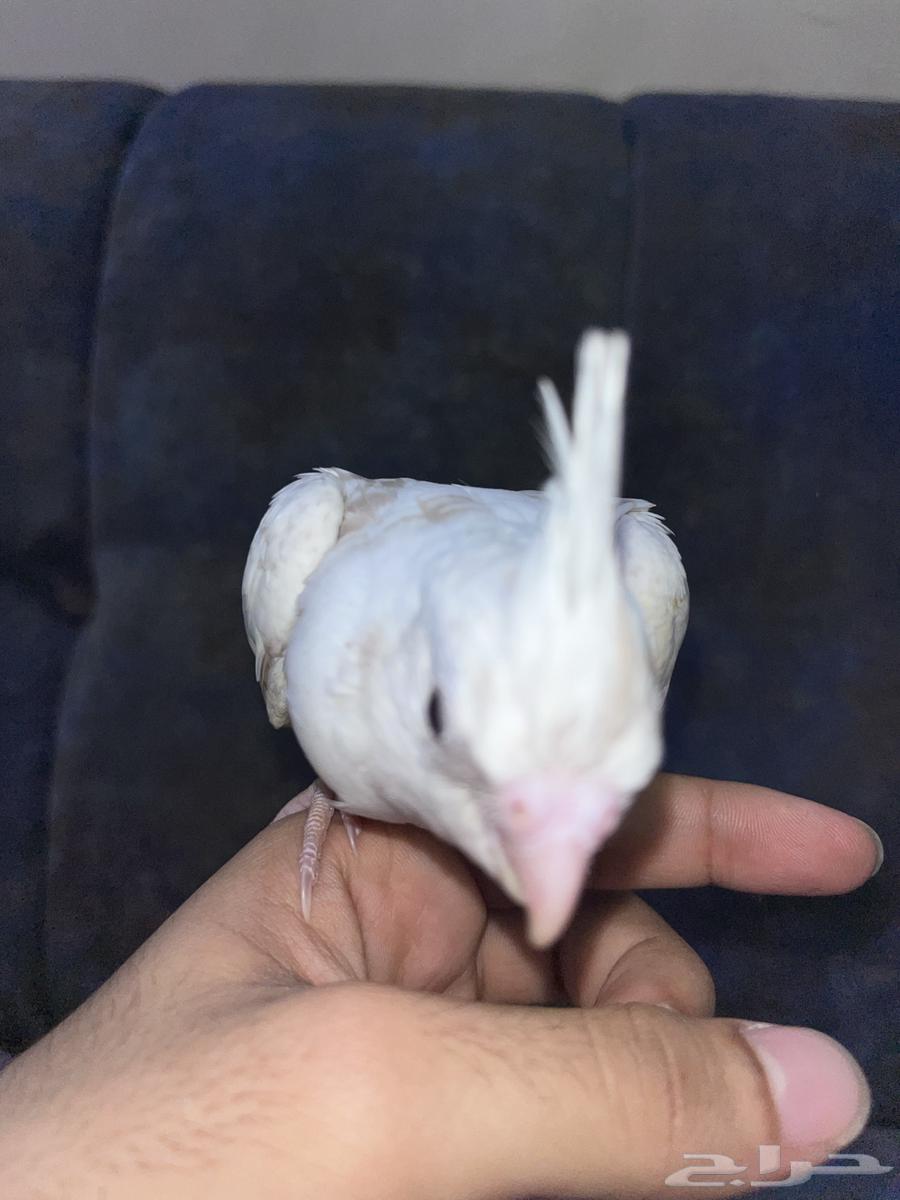 Crowan64531929842819112