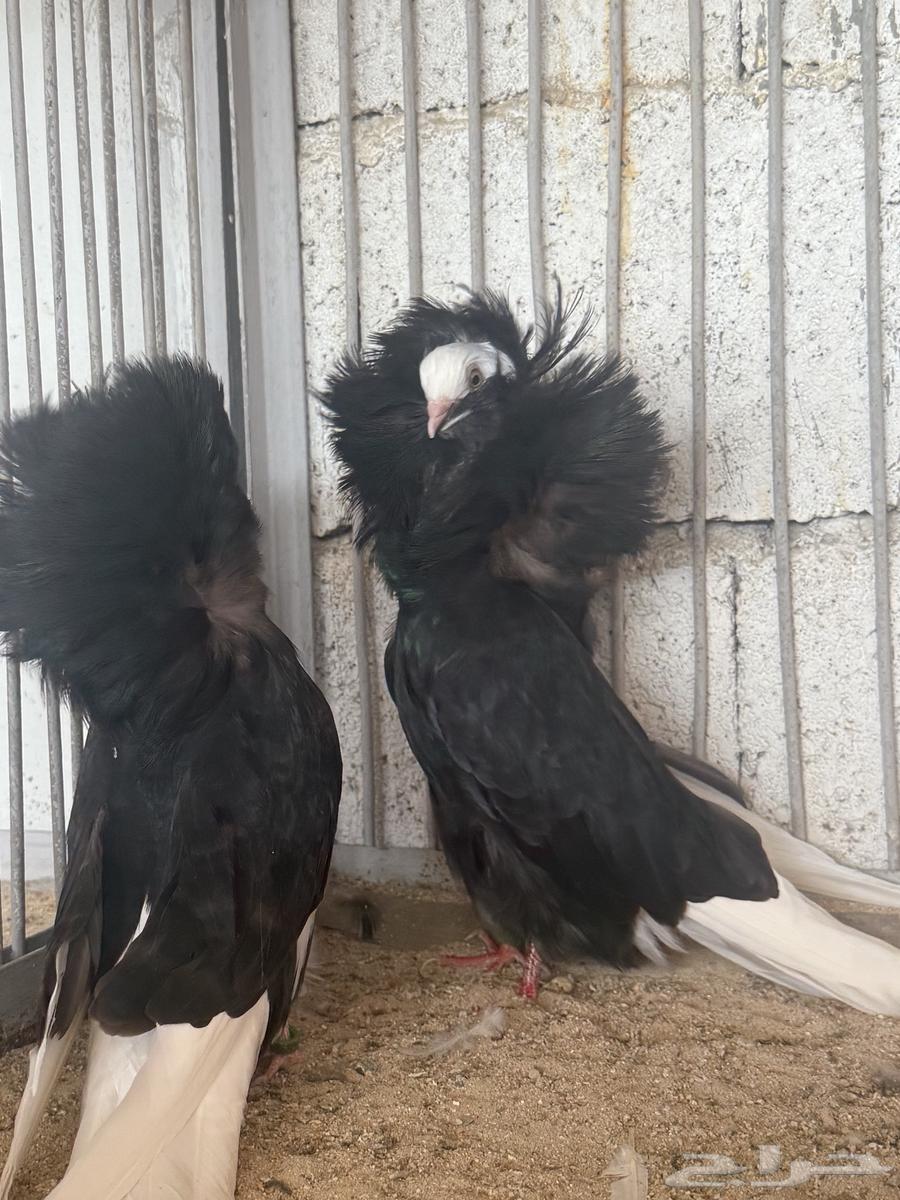 طبات فرايد حوامل رديوس64533291597827113