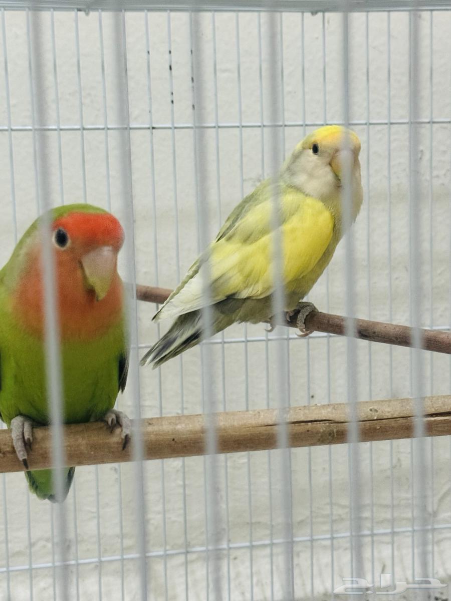 للبيع جوز عصافير روز64531280811394111