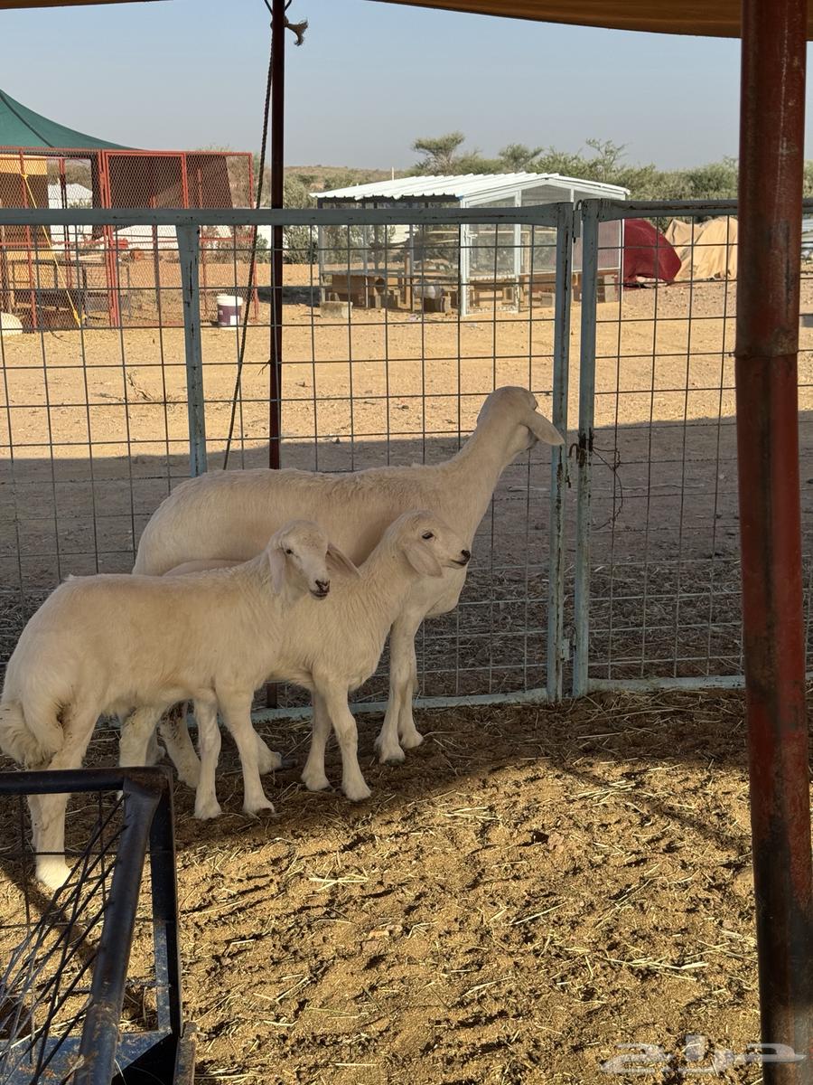 شاه خلفه64531449147906111