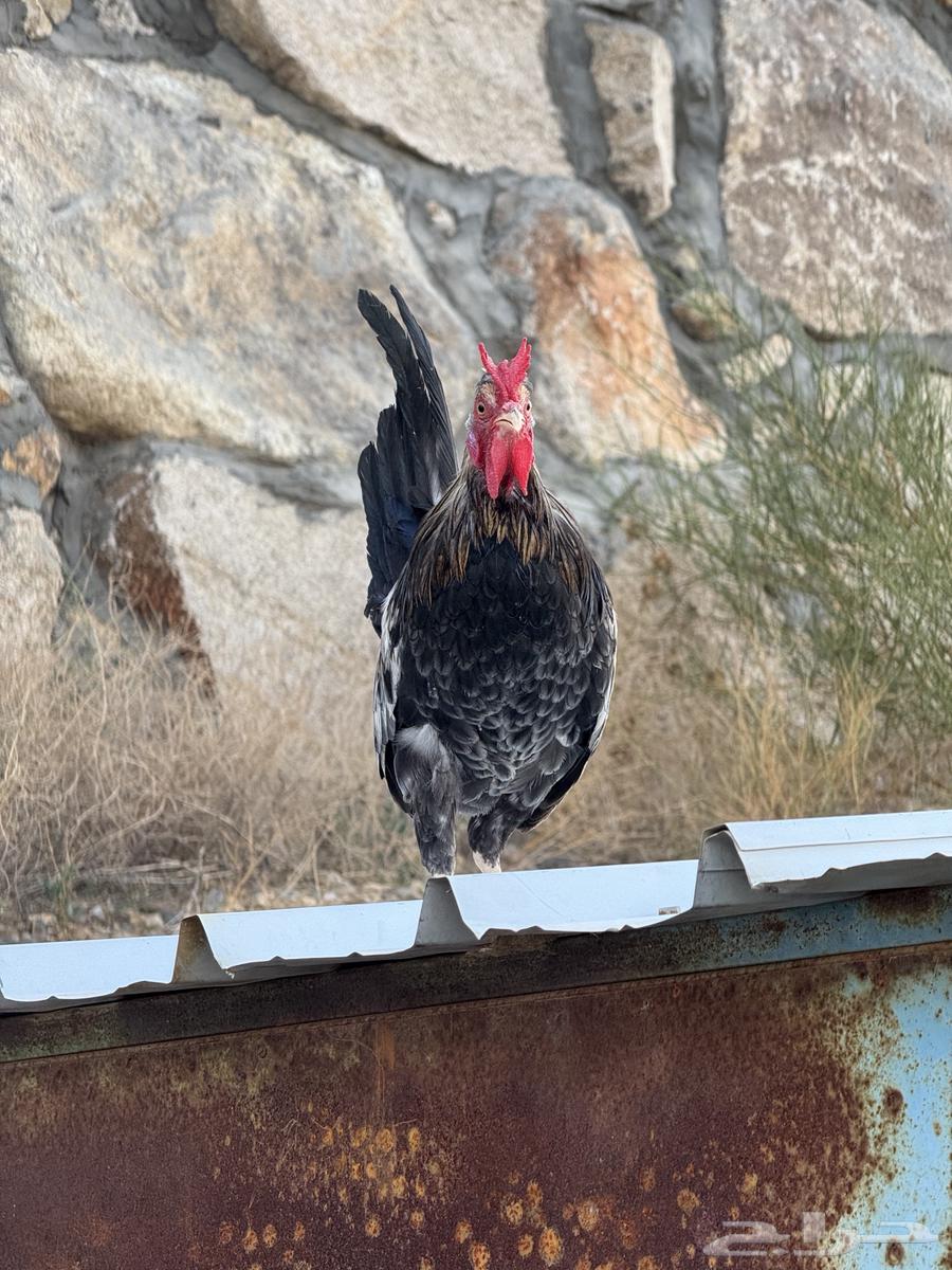 Arabic rooster, different, dark-eyed, with crest64533379099010112