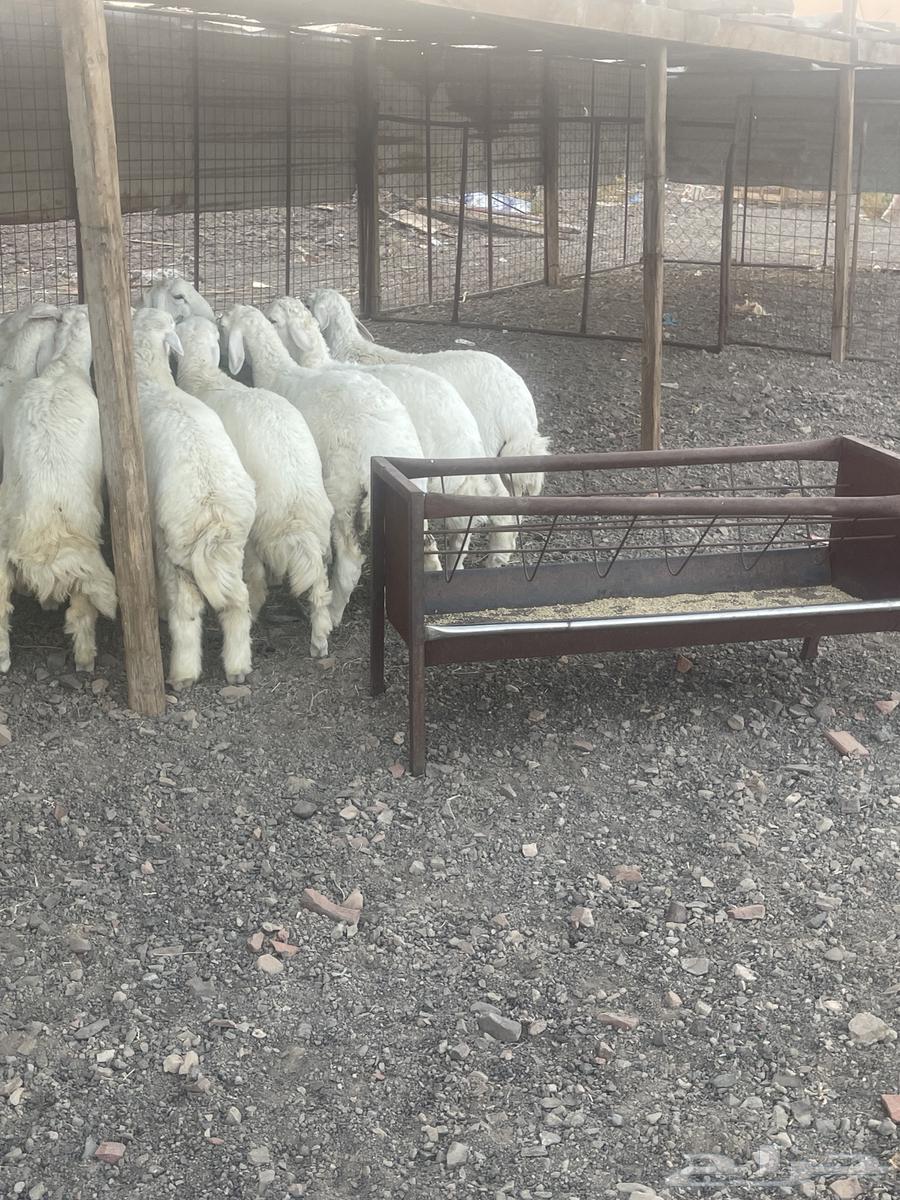 طليان حرية نظيفة على الشرط64534028870786111