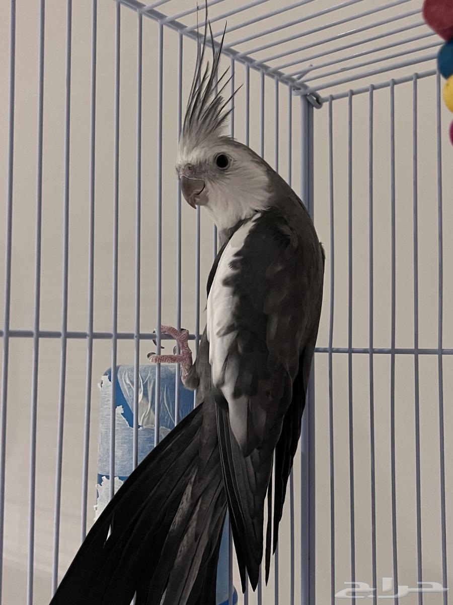 كروان منتج ذكر وايس فيس64532719544579110