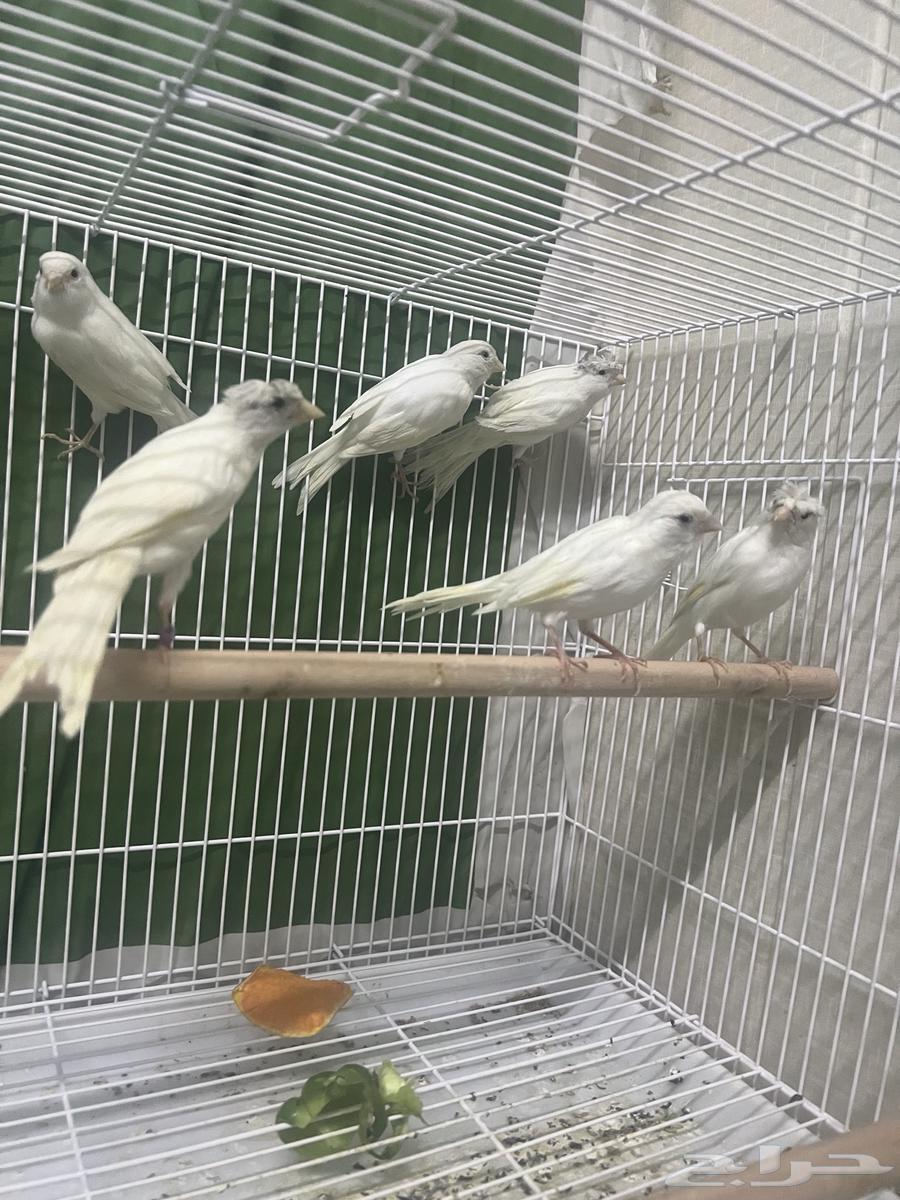 Syrian Canary Pairs64534929186817110