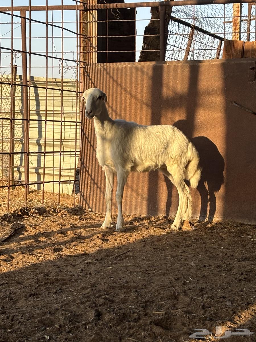 رخل للبيع64530458778114110