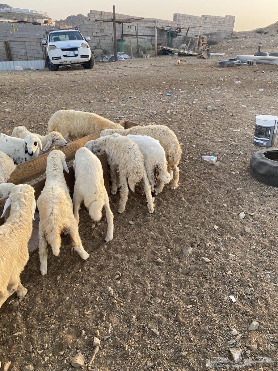 Twenty cows for 69064529698171394114