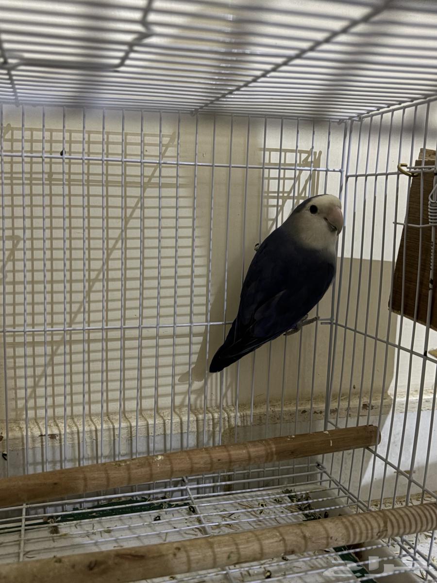 Bird of the day64533563925377113