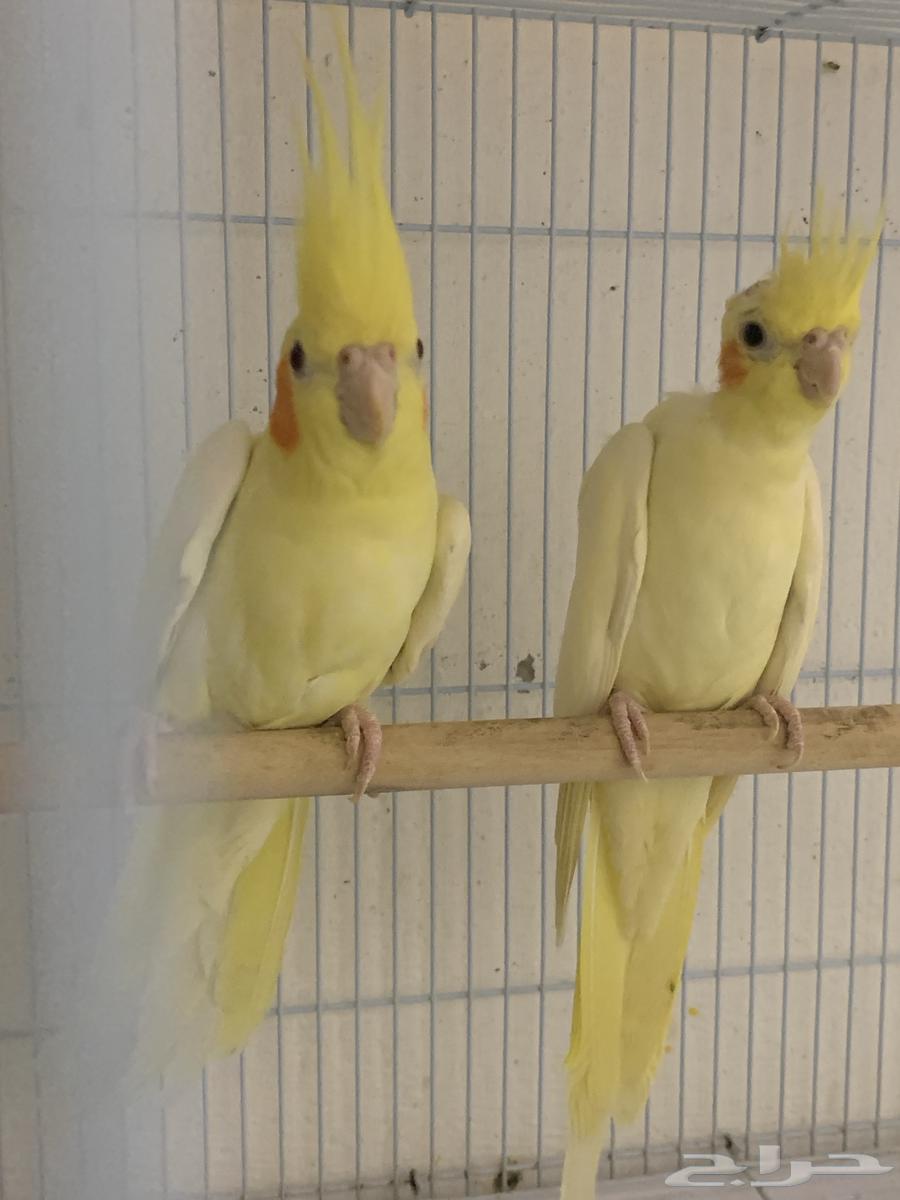 زوج كروان للبيع او للبدل المناسب64529798201857111