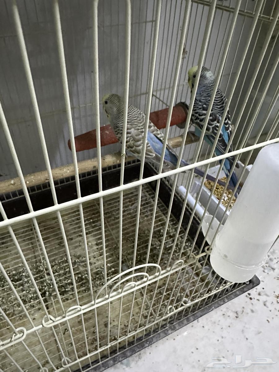 كروان وباجي للبيع64534155915778110