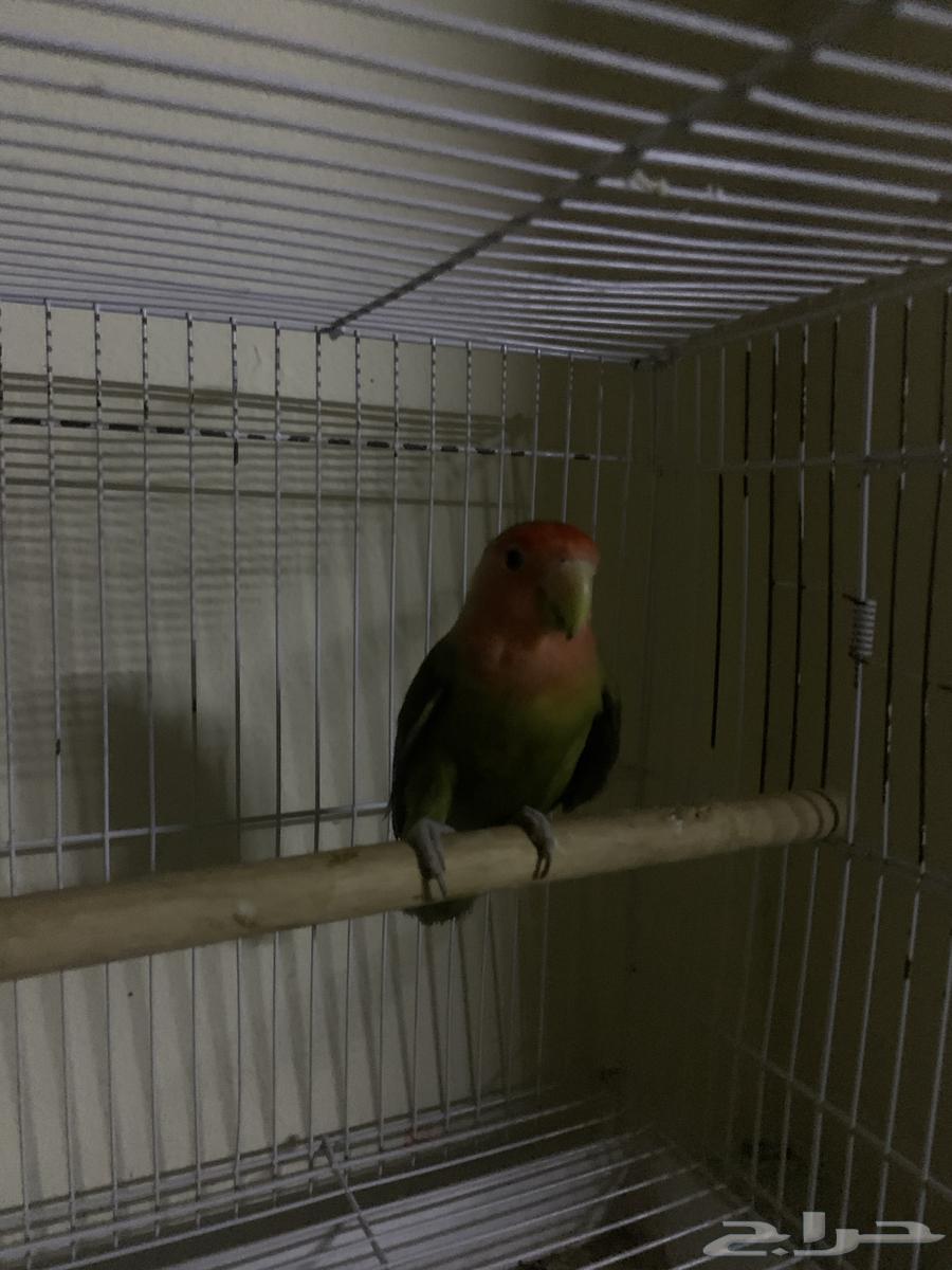 عندي طير للبيع64528153850883110