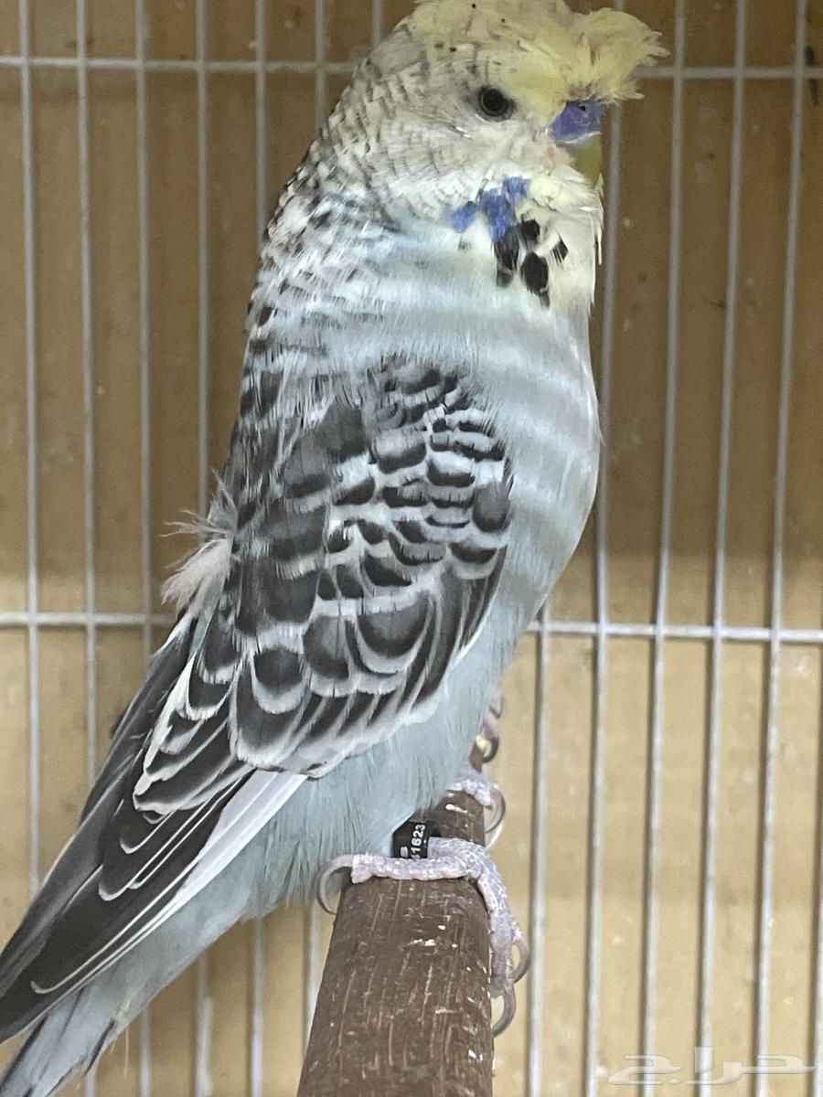 جوز بادجي64527164547331113