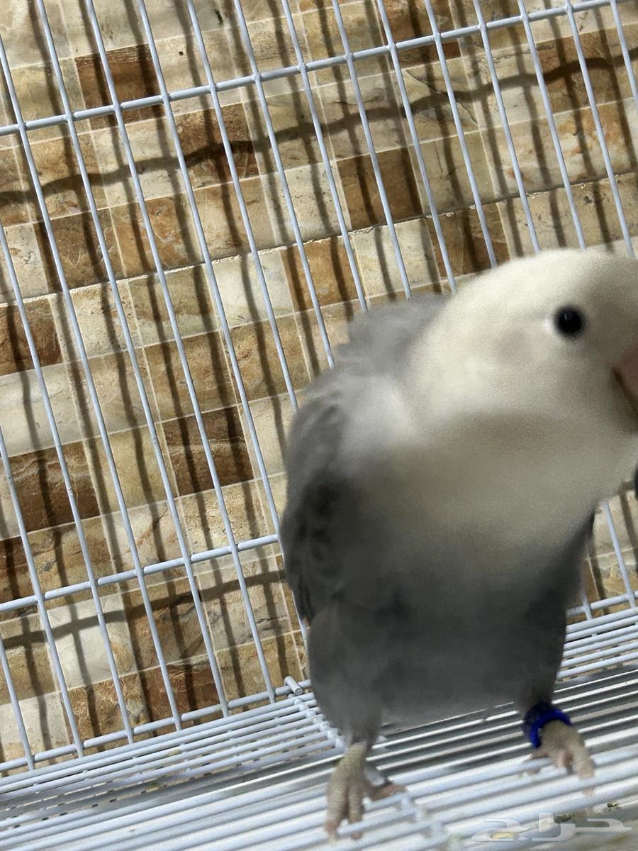 روز للبيع او البدل بأنثى64532198563201112