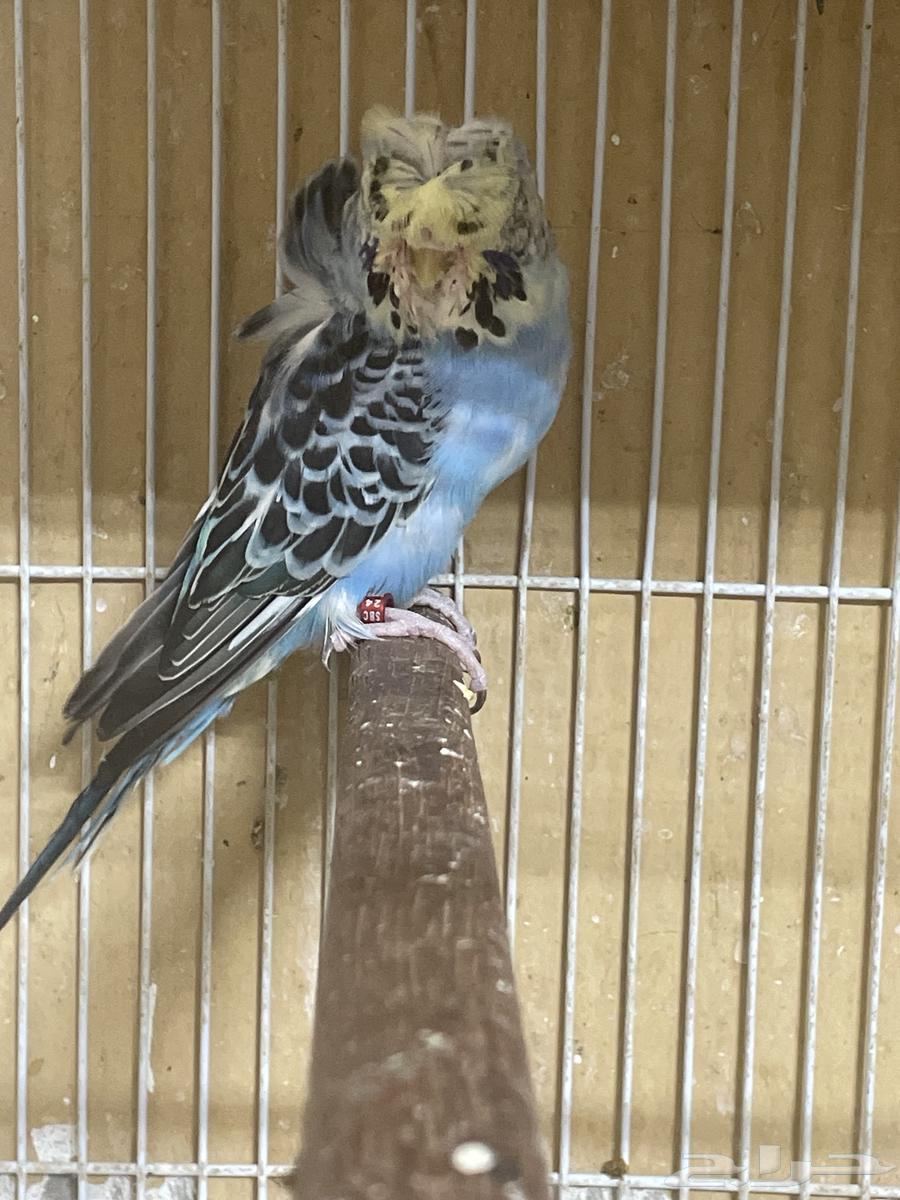 جوز بادجي64527164547331112