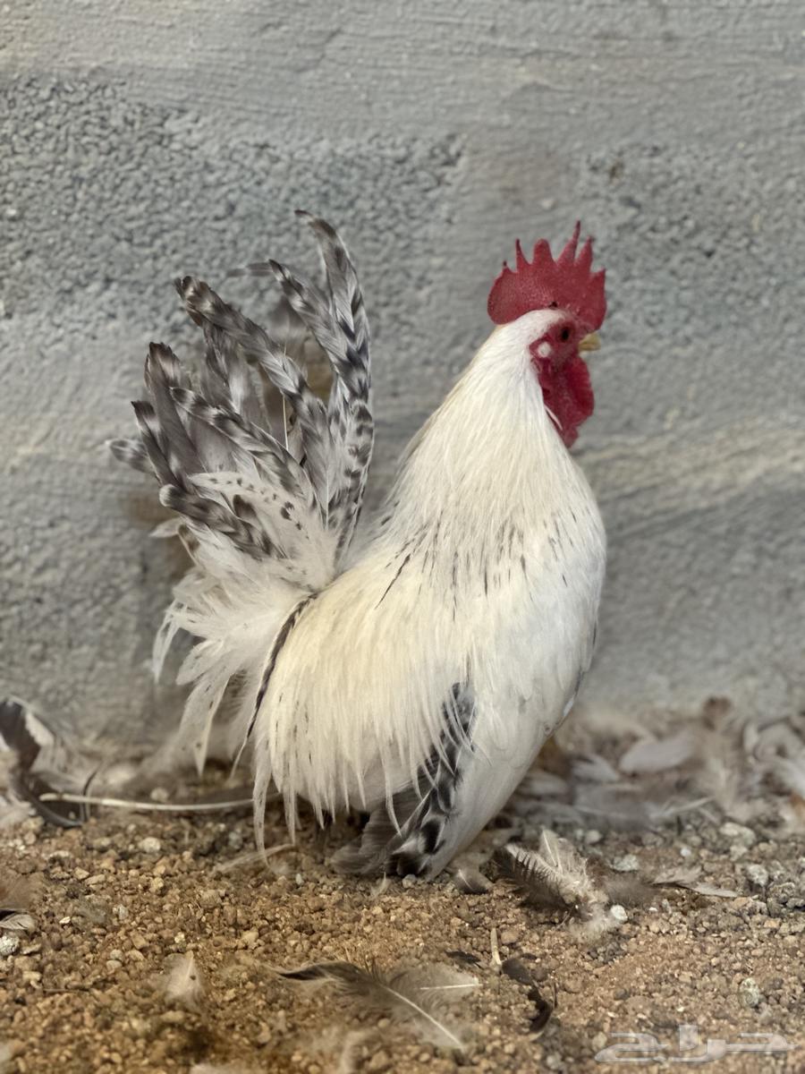 للبيع دجاج جبنيز كولمبي حضان64533118948738112