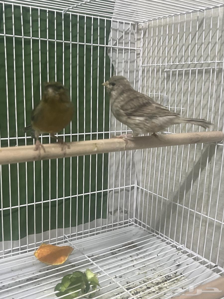 Syrian Canary Pairs64534929186817112