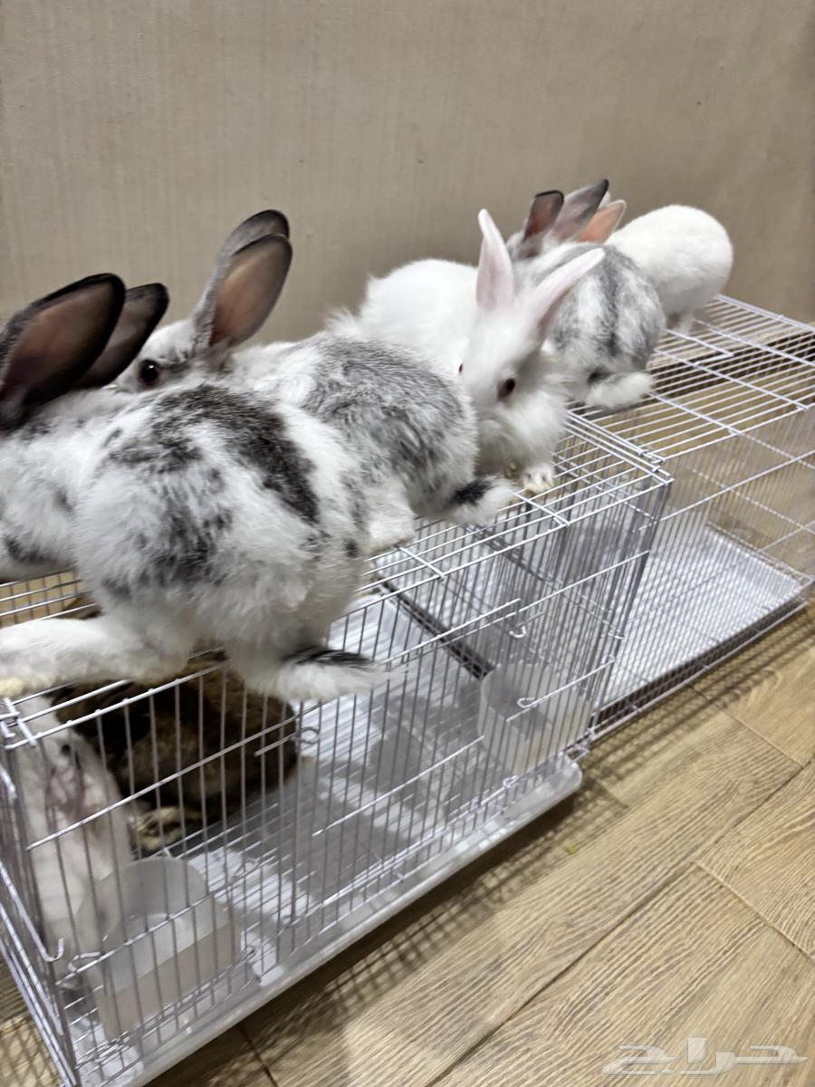 Rabbits64533705405059111