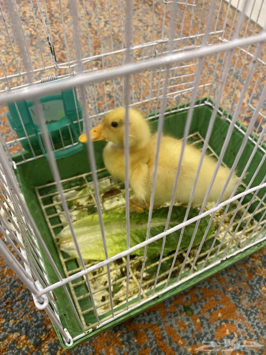 بطه للبيع64532311722881110