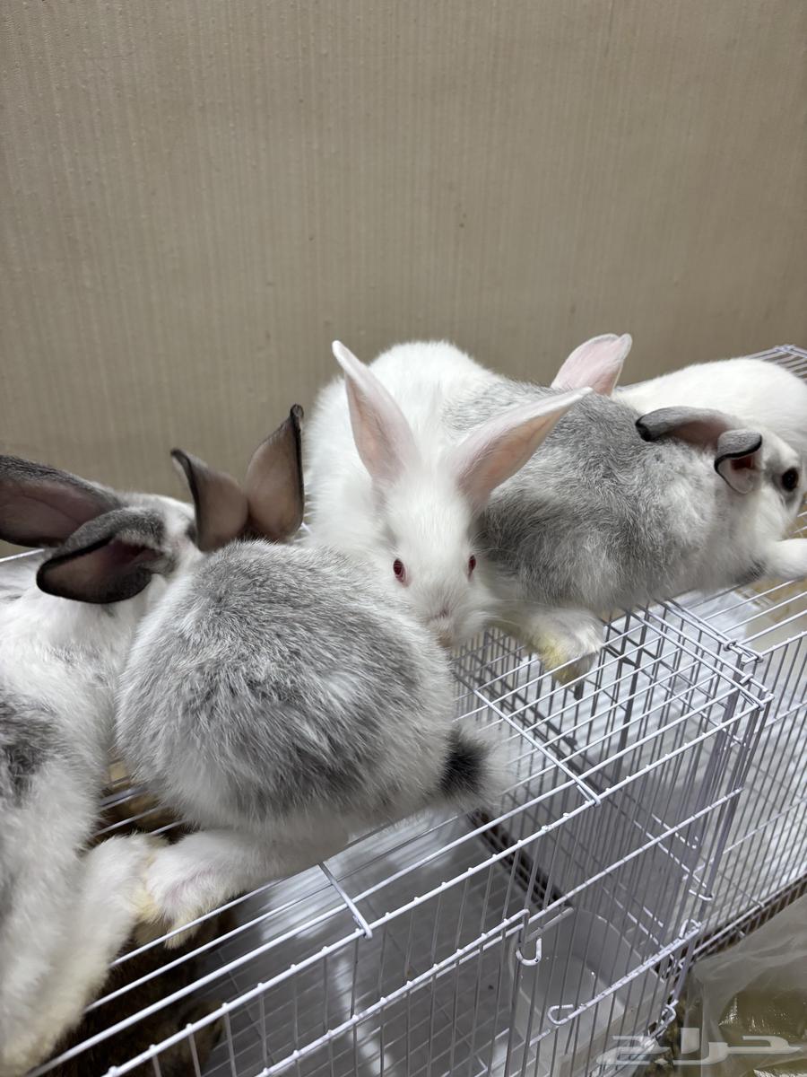 Rabbits64533705405059113