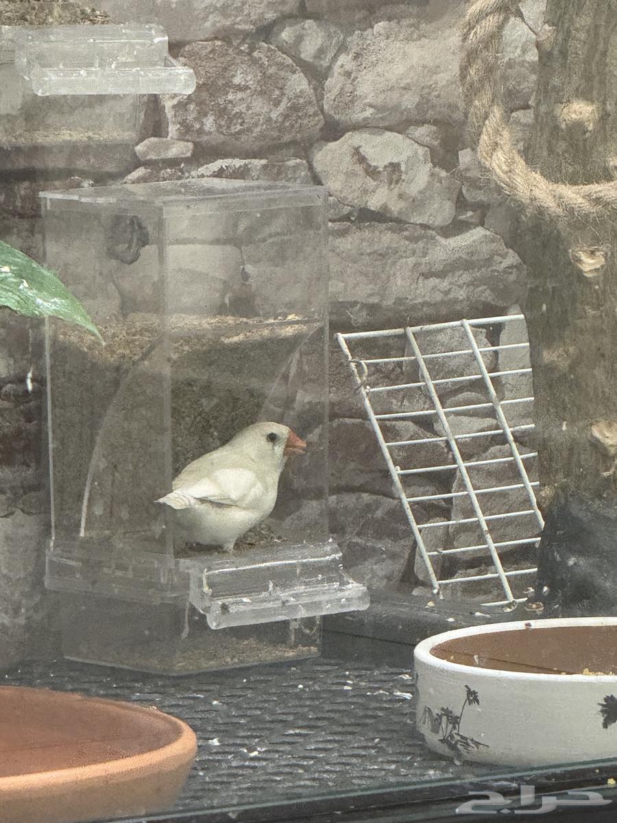 جوز زيبرا هولندي64530247907586111