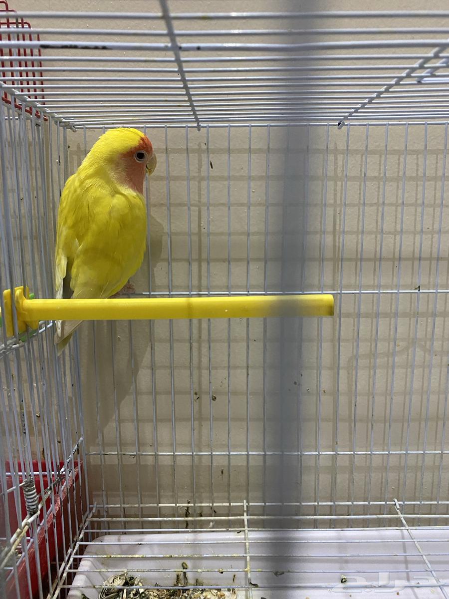 للبيع روز اصفر البينو انثاء ( عيونها حمرا )64534424817025110