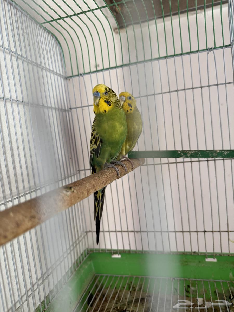 Pair of Budgies64531491139329114