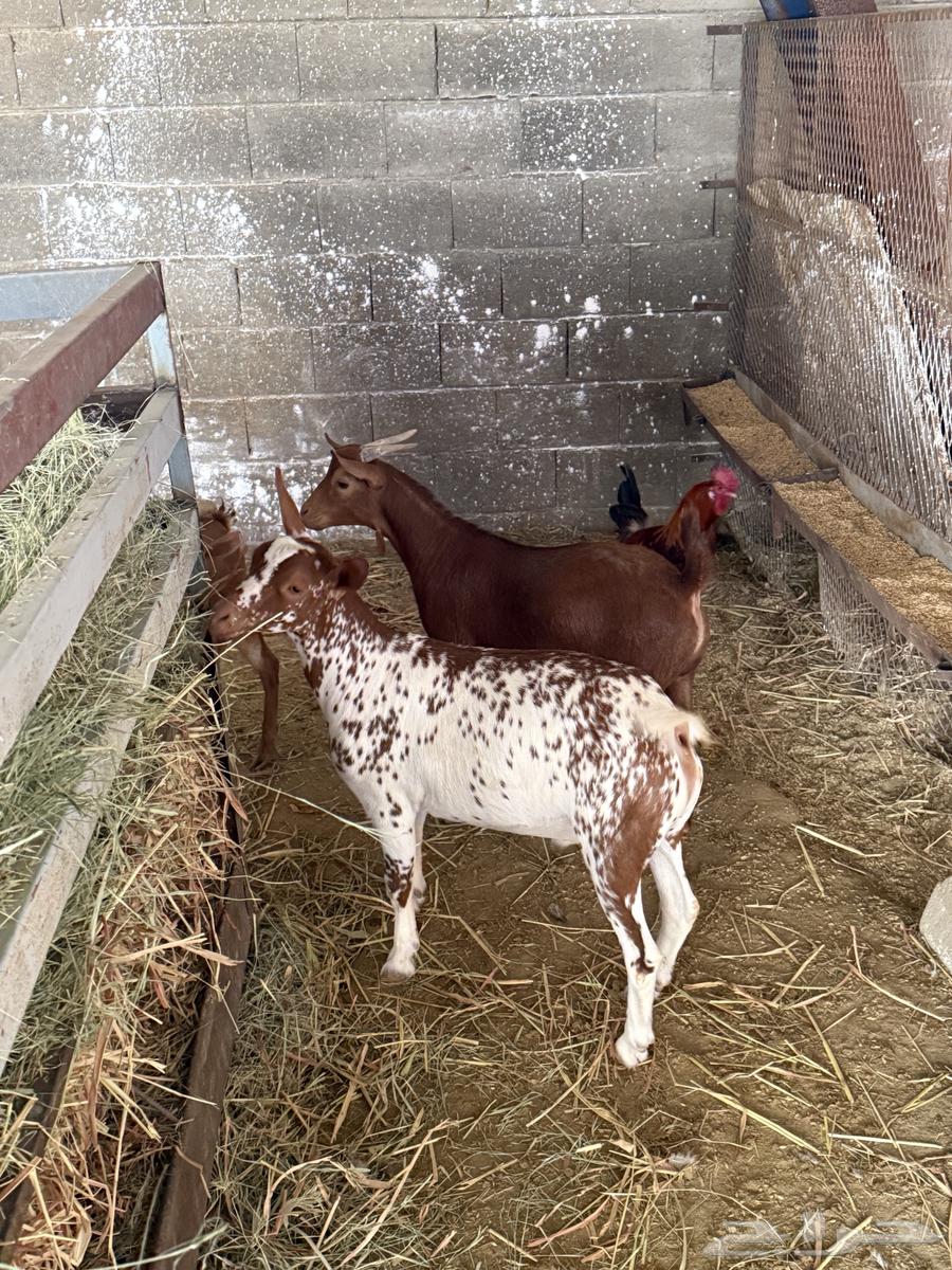 My local goats64528850864514112