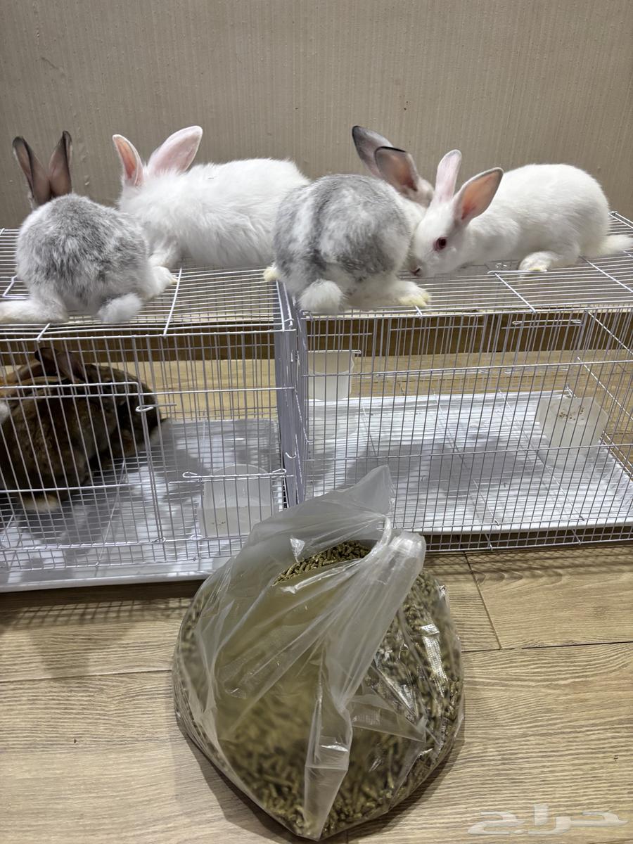 Rabbits64533705405059112