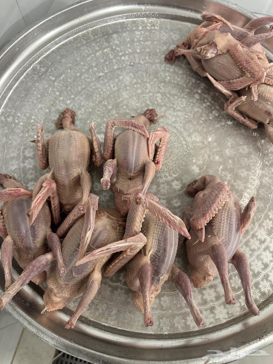 فروخ -زغاليل-بسابيس-فراخه-حمام فرنسي64533536009345113