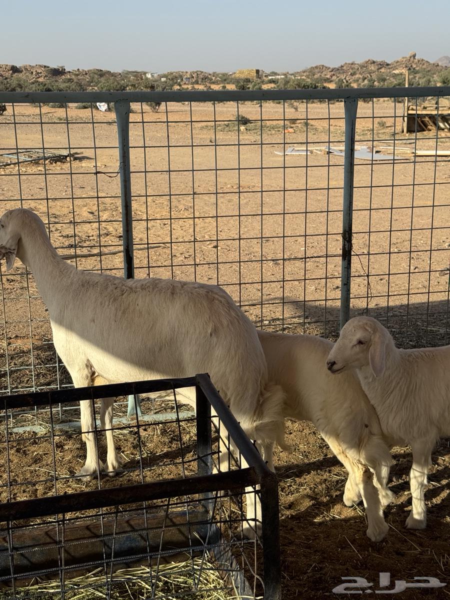 شاه خلفه64531449147906113