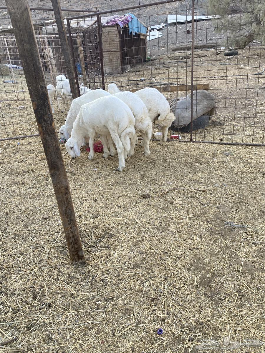 للبيع طليان64533047272705112