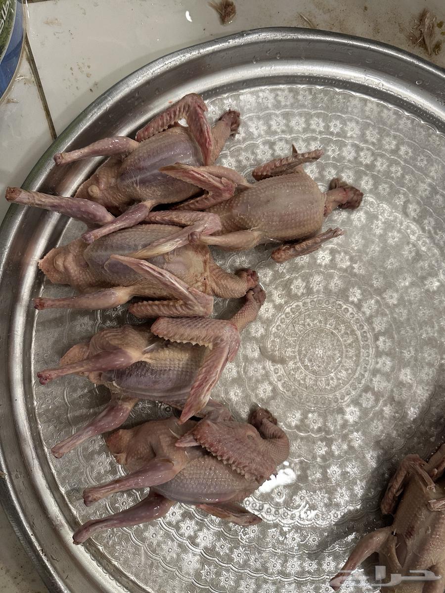 فروخ -زغاليل-بسابيس-فراخه-حمام فرنسي64533536009345114