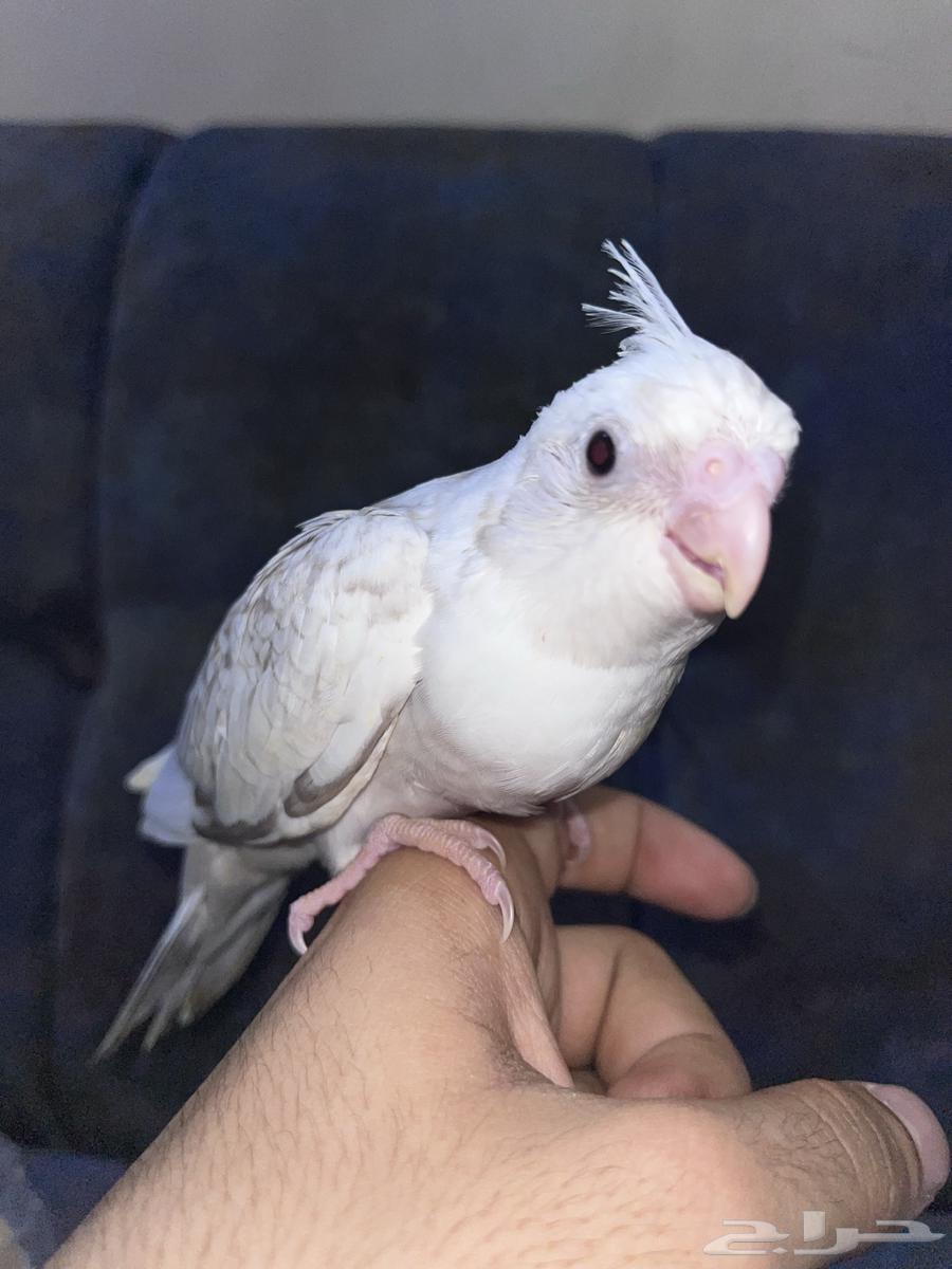 Crowan64531929842819110