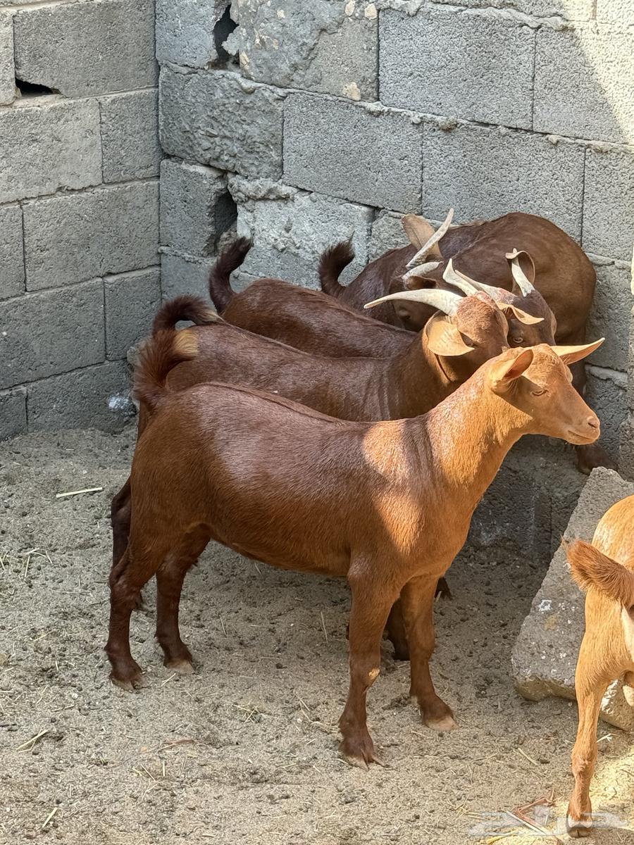 My local goats64528850864514110