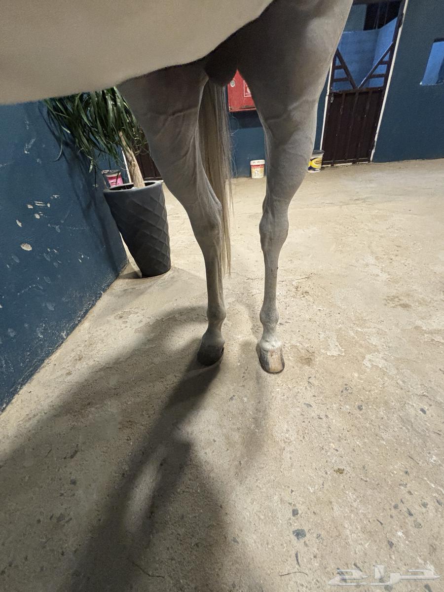 الخيل شعبي شيخخ64534071212802113