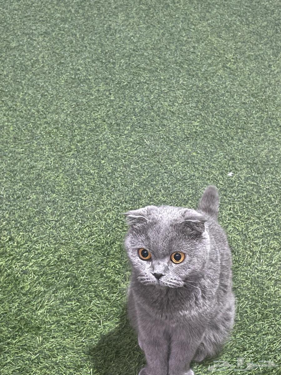 Scottish Fold cat64530613910915112
