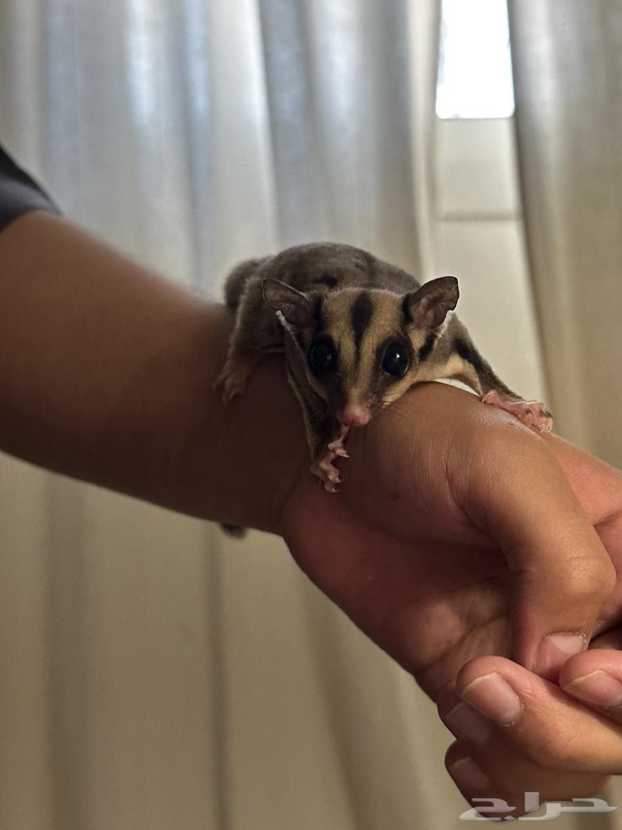 شوقر قلايدر اليف64530997216259111