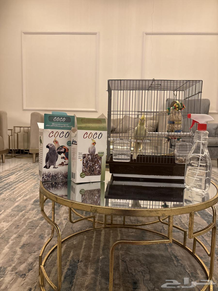 طير كروان للبيع64531972013826110