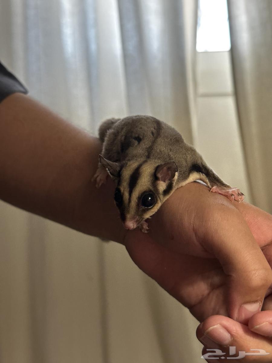 شوقر قلايدر اليف64530997216259113