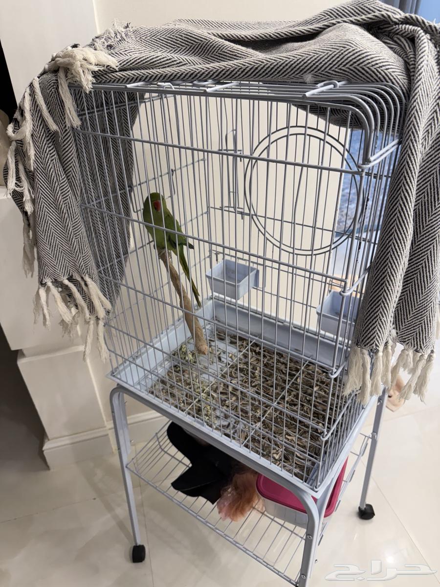 ببغاء دره وببغاء ابيض صغير بيع مستعجل (تم البيع)64533090527362113