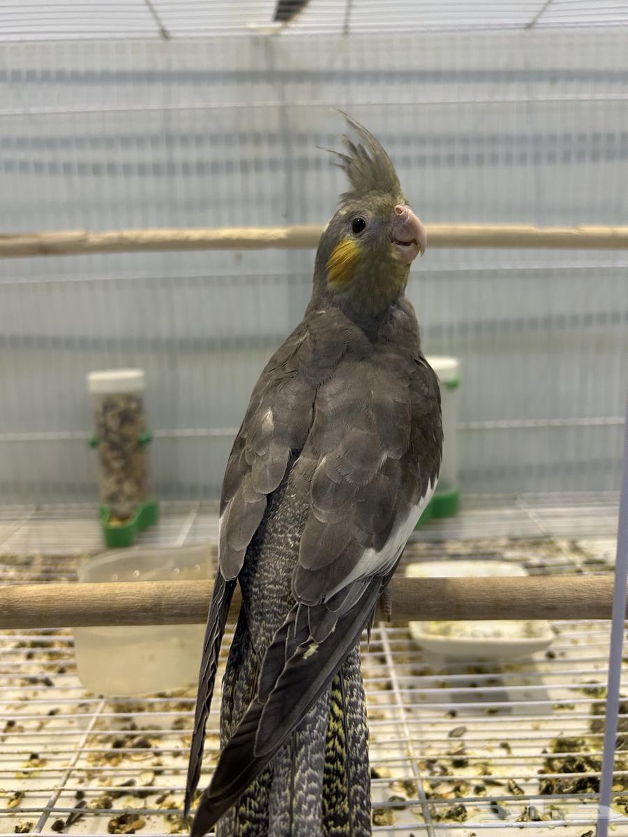 ببغاء كروان64534392396033111