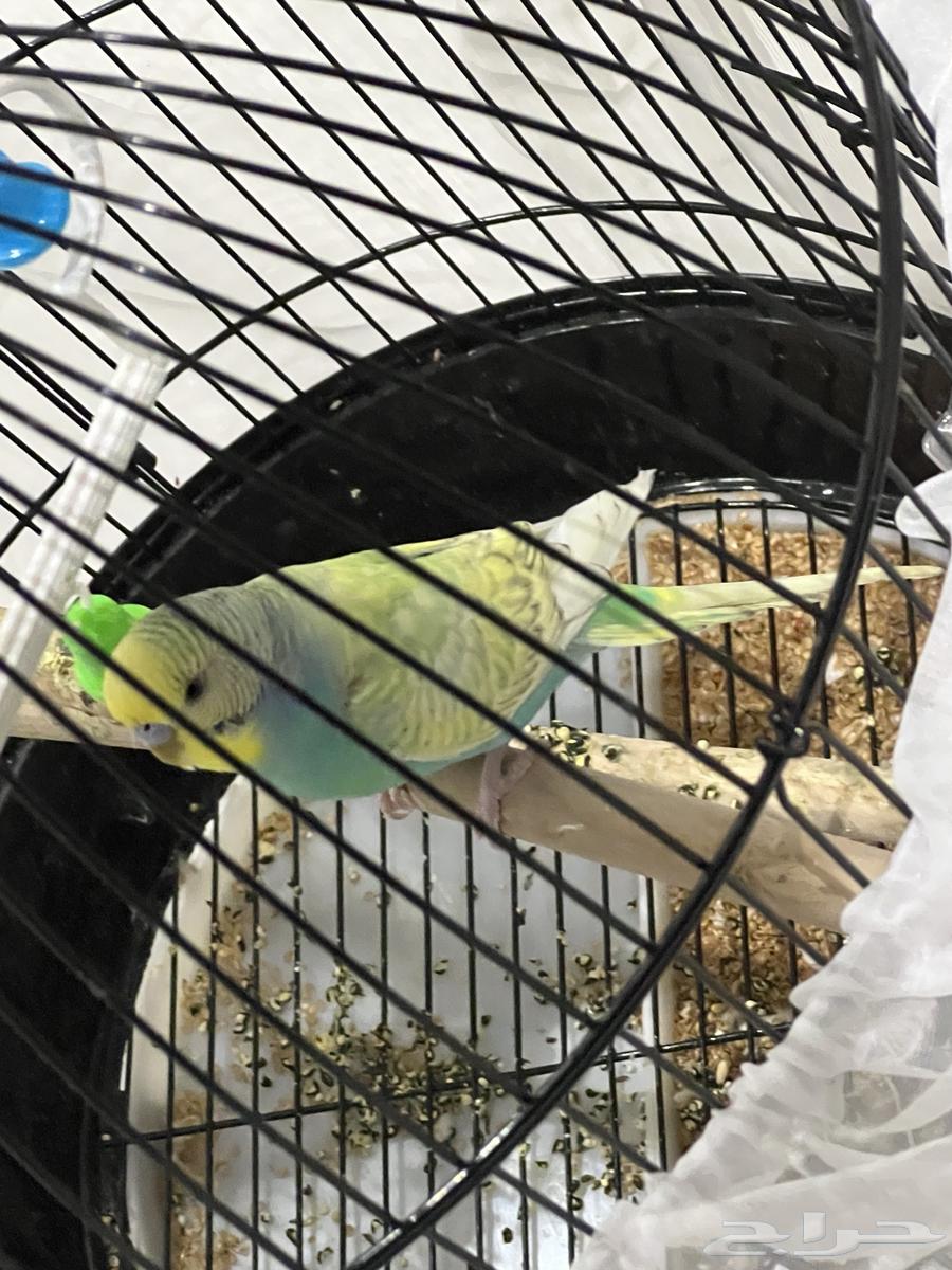 طير زينه ذكر فقط مع القفص64528907403778110