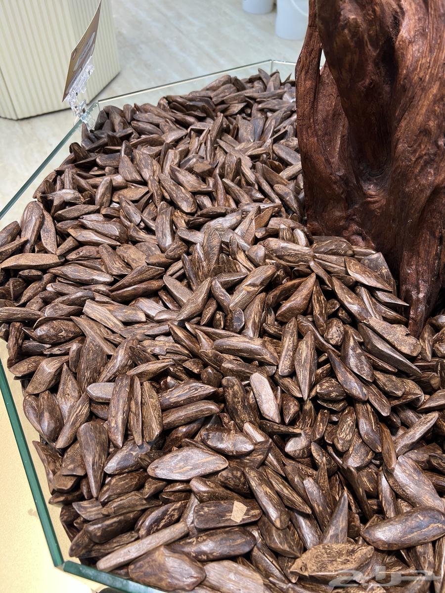 عود بايلوت 1200 ريال سعر الكيلو64533662743938111