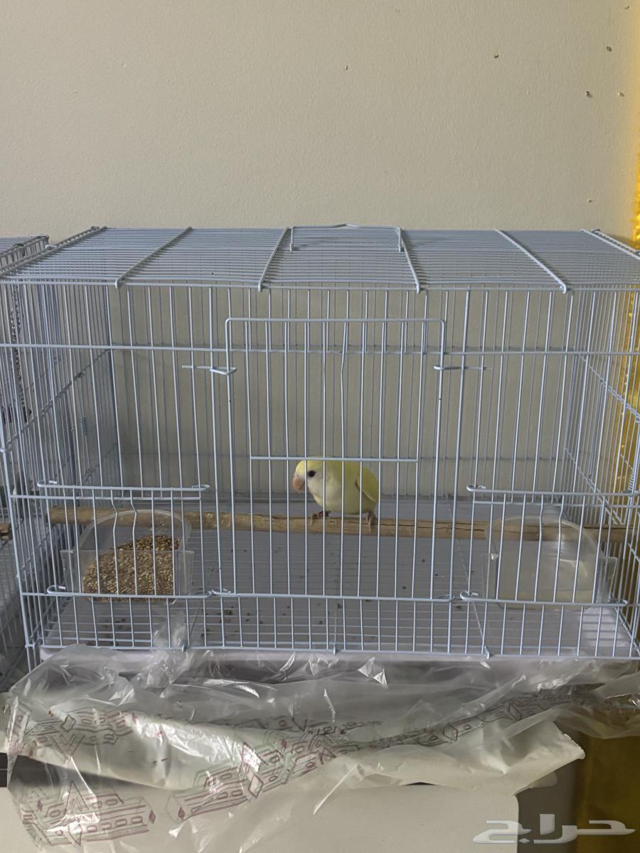 فرخ روز لاتينو تم البيييع64534227717251110