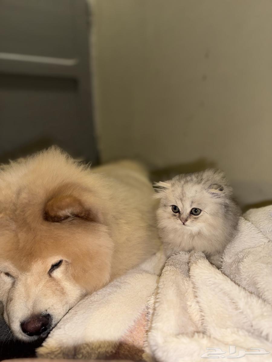 Scottish Fold64530416181634112