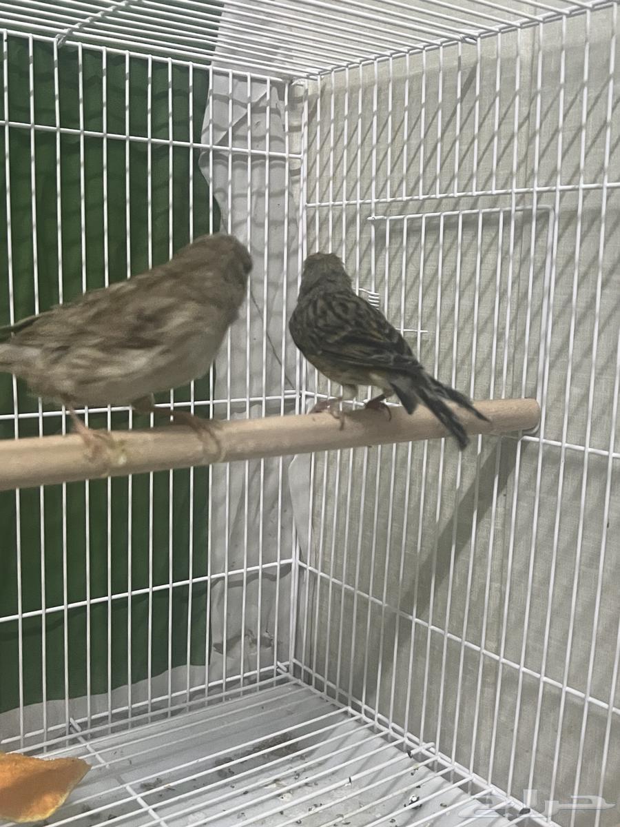 Syrian Canary Pairs64534929186817113