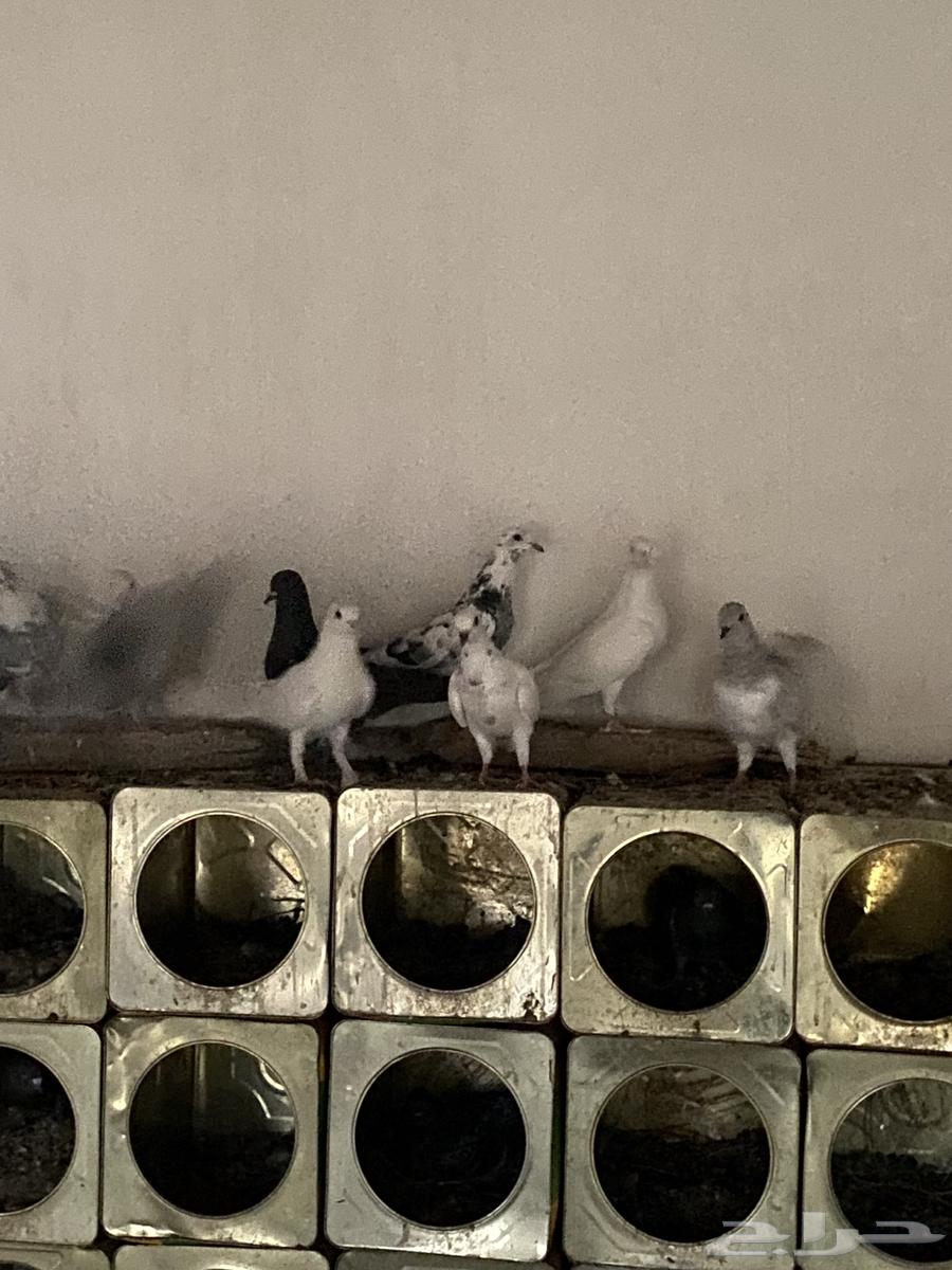 Sauna for sale, at least two pairs, contact via WhatsApp64533147930498113